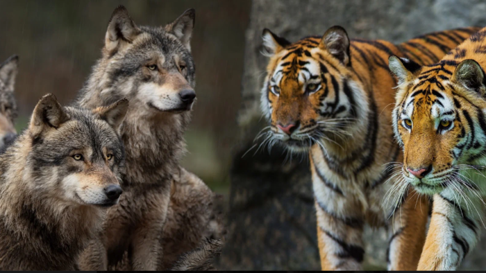 Тигры и волки: как хищники уживаются на одной территории