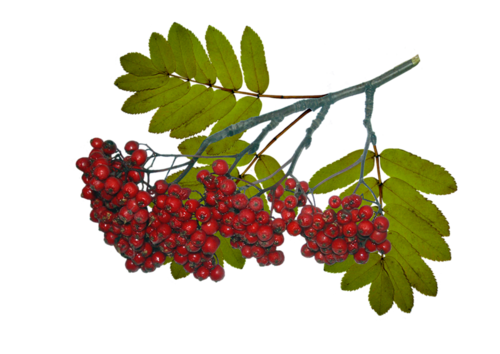 98d8c08c (500x354, 173Kb)