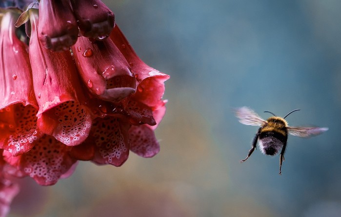 Скачать обои шмель, роса, насекомое, цветок, капли, полет, Макро - картинка #27616 c разрешением 1600x900/4897960_makrocvetokshmelnasekomoe (700x446, 53Kb)