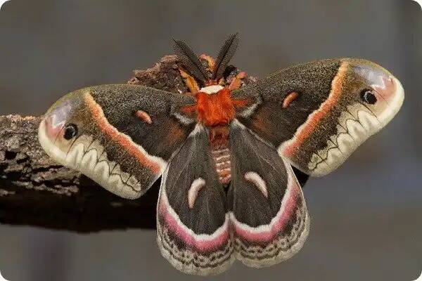 5103149_bab16 (600x400, 34Kb)