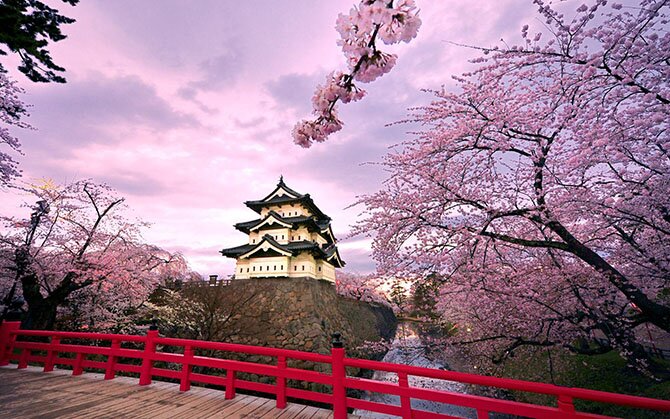 Как в Японии цветет сакура/4897960_7 (670x419, 97Kb)