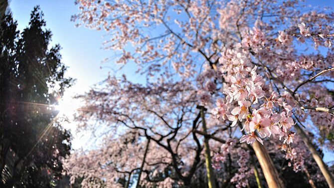 Как в Японии цветет сакура/4897960_15 (670x377, 76Kb)