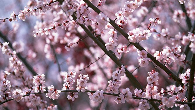 Как в Японии цветет сакура/4897960_19 (670x377, 69Kb)