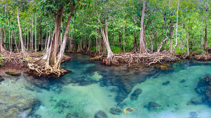 Jungle river in Thapom mangrove forest, Krabi province, Thailand (700x393, 484Kb)