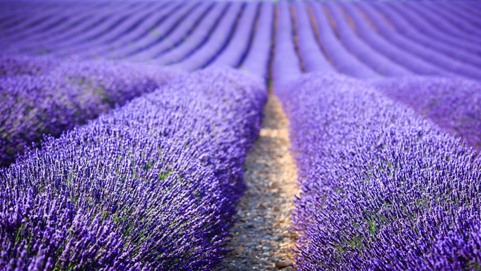 Lavender field at sunset, Provence-Alpes-Côte dAzur, France (700x393, 434Kb)