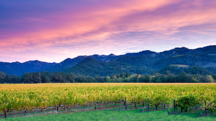 Sunrise over Napa Valley vineyard with fall color, California, USA (700x393, 385Kb)