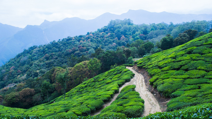 Tea plantation in the mountains with paths in morning fog, Munnar, Kerala, India (700x393, 424Kb)