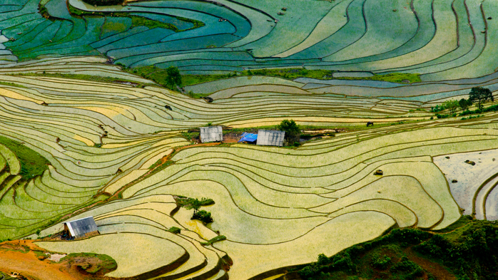 Terraced rice field during water season in Lao Cai province near Sapa, Vietnam (700x393, 490Kb)
