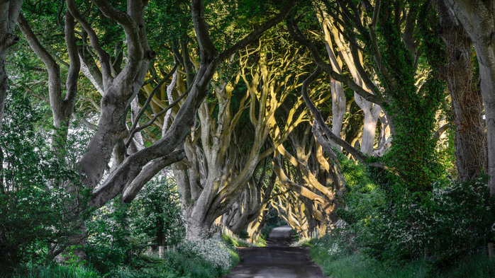 The Dark Hedges County Antrim, Bregagh Road, Northern Ireland, UK (700x393, 442Kb)