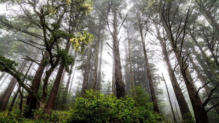 Through the Trees (700x393, 455Kb)