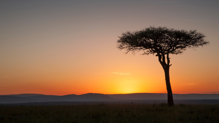 Tree at sunset in savanna landscape, Masai Mara National Reserve, Kenya (700x393, 189Kb)