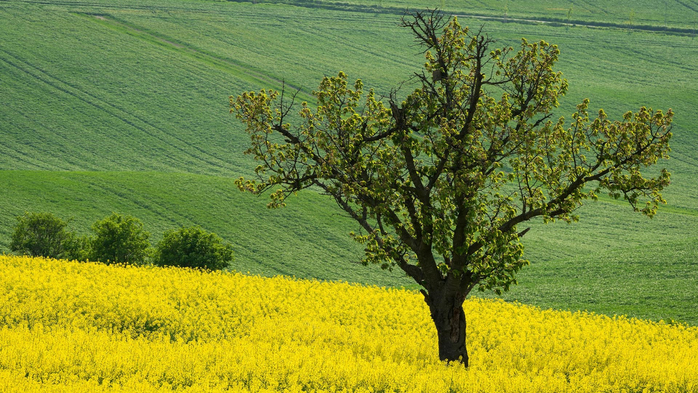 Tree in rapeseed fields near Kyjov, Hodonin District, South Moravian Region, Czech Republic (700x393, 466Kb)