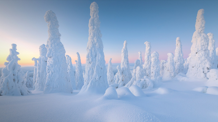Trees covered with snow at dawn, Riisitunturi National Park, Posio, Lapland, Finland (700x393, 226Kb)