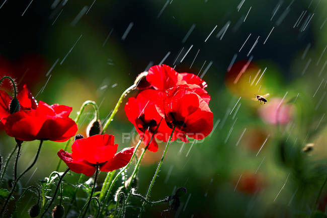 focused_289151414-stock-photo-close-view-beautiful-red-poppy (650x433, 41Kb)