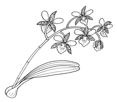 Орхидеи из ткани. МАСТЕР-КЛАСС (1) (405x351, 14Kb)