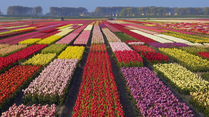 Flowers field of multicolored tulips, Alkmaar, North Holland, Netherlands (700x393, 476Kb)