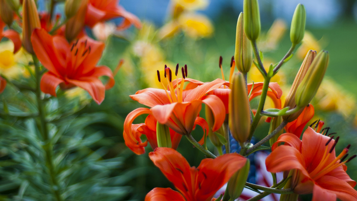 July Daylilies (700x393, 325Kb)