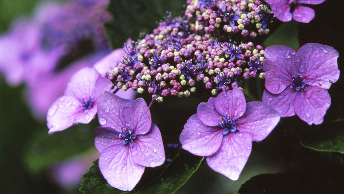 RainyHydrangea (700x393, 325Kb)