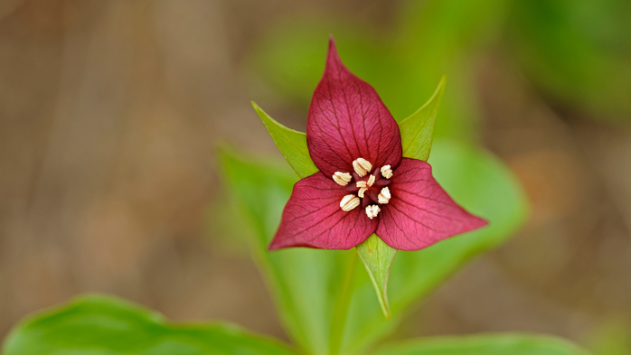 RedTrillium_1920x1080 (700x393, 219Kb)