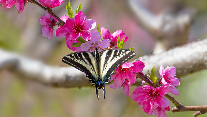 Swallowtail butterfly on a branch of a blooming apple tree, Avila Beach, California, USA (700x393, 273Kb)
