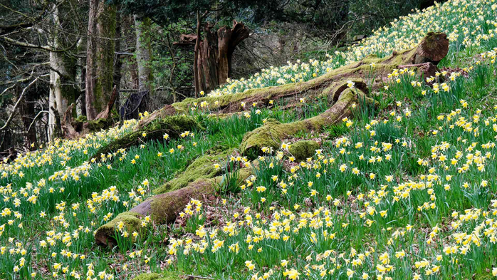 Daffodils in Doras Field, Rydal, Lake District (700x393, 513Kb)