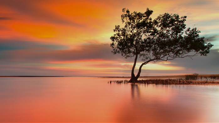 Escape from reality, mangroves at sunset, Darwin, Australia (700x393, 259Kb)