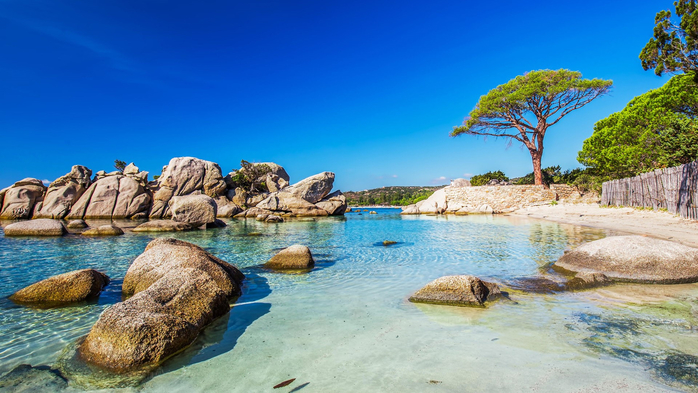 Famous pine tree near lagoon on Palombaggia beach, Porto-Vecchio, Corsica, France (700x393, 356Kb)