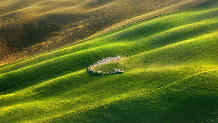 Flock of sheep grazing in green field, Tuscany, Italy (700x393, 482Kb)