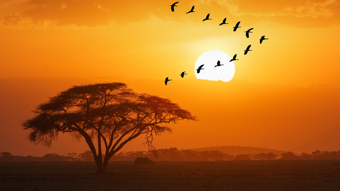 Gooses (Alopochen aegyptiacus) against sun, Amboseli National Park, Kenya (700x393, 253Kb)