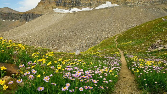 Hiking trail and wildflower near Mount Timpanogos, Utah, USA (700x393, 481Kb)