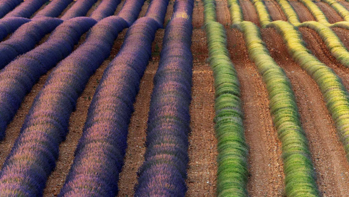 Lavender fields of Valensole, Provence, France (700x393, 393Kb)