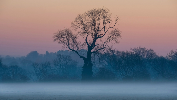 Leafless trees in the mist at sunrise, Surrey (700x393, 214Kb)