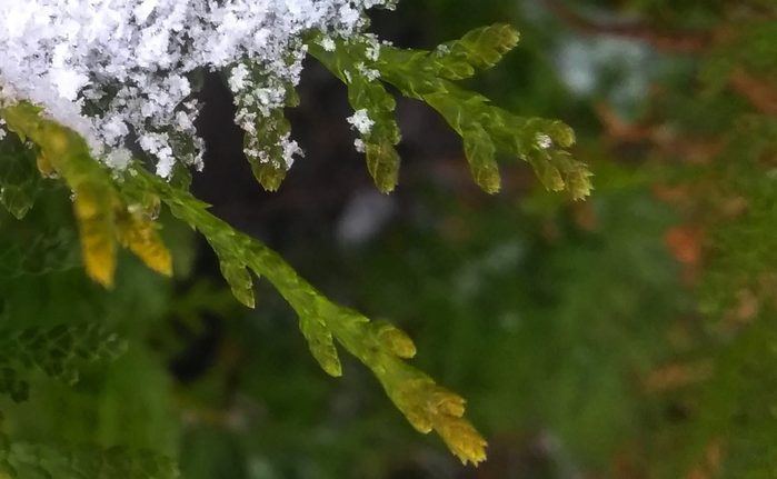 _2023-11-26_180243088 (700x431, 389Kb)