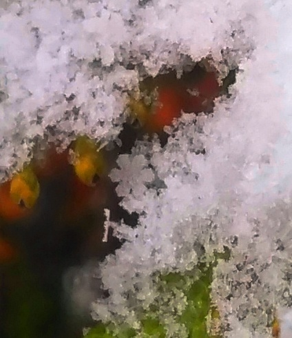 _2023-11-26_180319233 (424x490, 289Kb)
