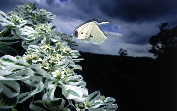 4085248_1440_Cabbage20White20Butterfly (700x437, 84Kb)