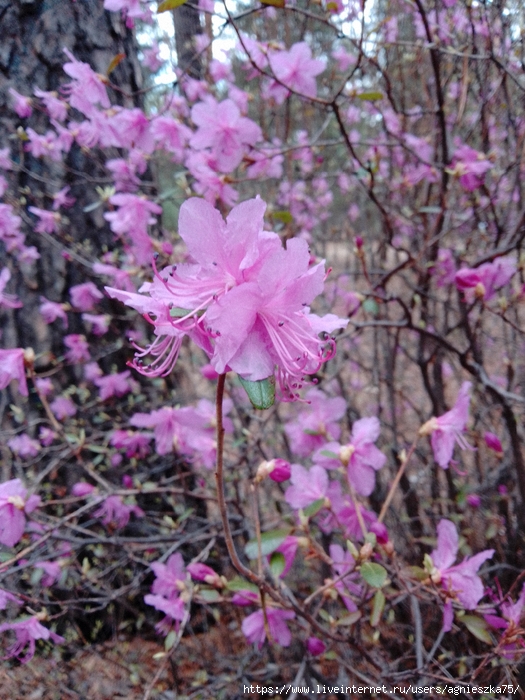 IMG_20240511_135428 (525x700, 339Kb)
