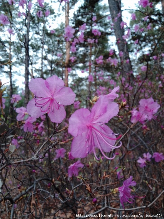 IMG_20240511_135849 (525x700, 362Kb)