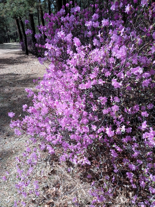 IMG_20240511_143841 (525x700, 536Kb)