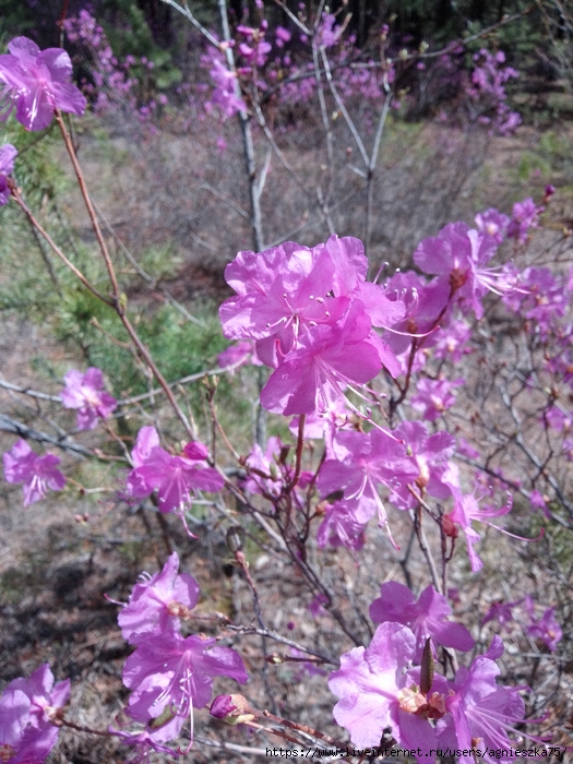 IMG_20240511_145039 (525x700, 355Kb)
