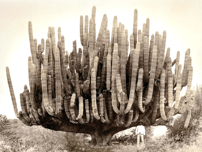 мексика Pachycereus pringlei, также известный как мексиканский гигантский кардон или слоновий кактус, Мексика, 1895 (700x525, 366Kb)
