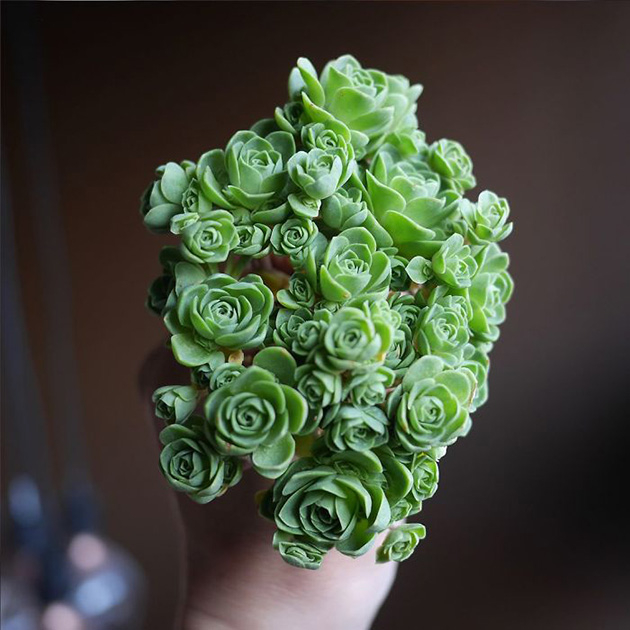 rose-shaped-succulents-greenovia-dodrentalis-2 (630x630, 218Kb)