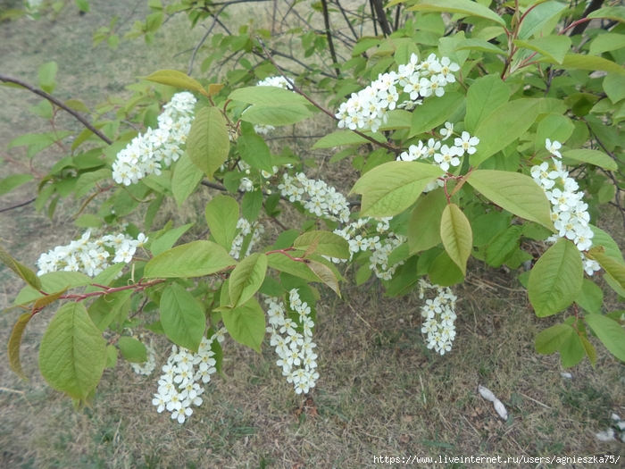 IMG_20240523_163920 (700x525, 352Kb)