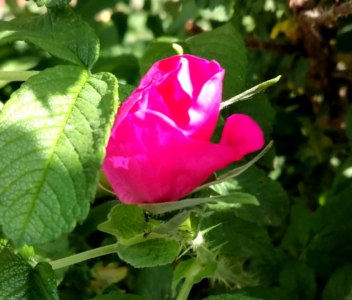 5182169_IMG_20240531_082937 (700x598, 273Kb)