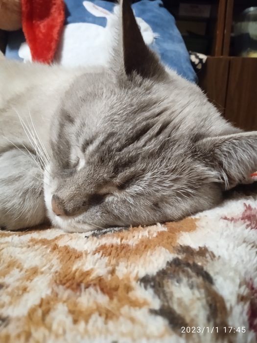 IMG_20230101_174535 (525x700, 153Kb)