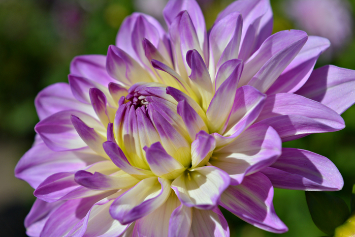 macro (6) (700x466, 383Kb)