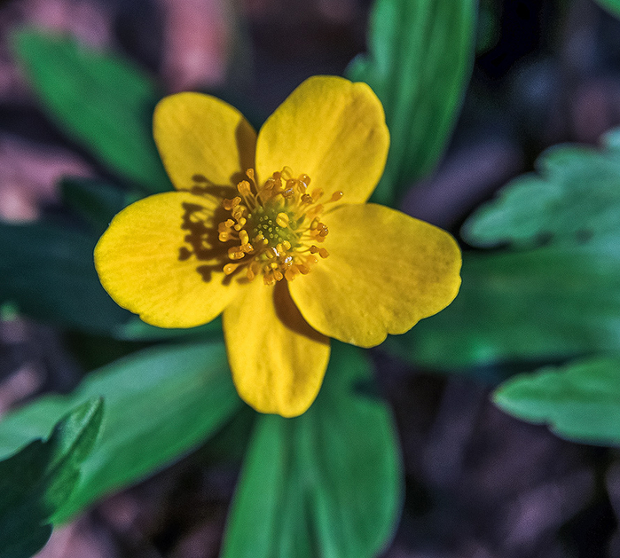 macro (8) (700x629, 431Kb)