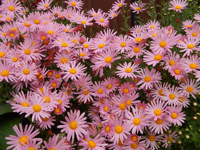 macro (10) (700x525, 562Kb)