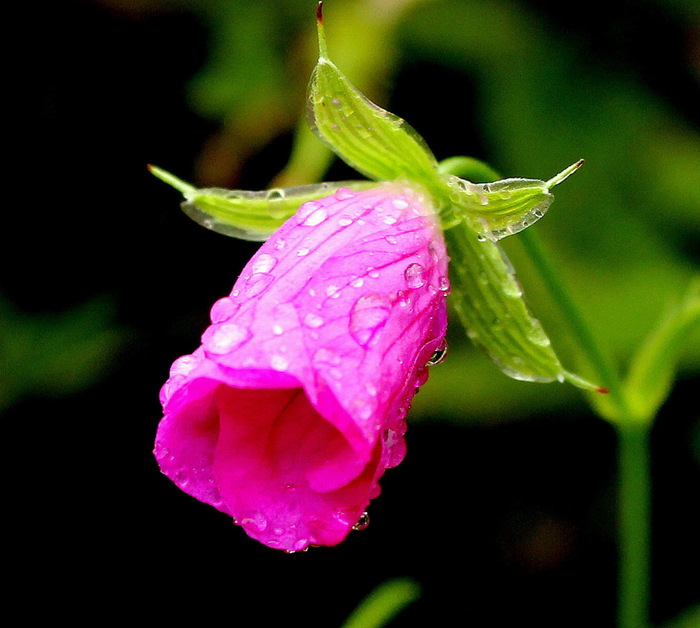 macro (12) (700x628, 366Kb)