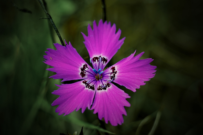 macro (14) (700x466, 230Kb)
