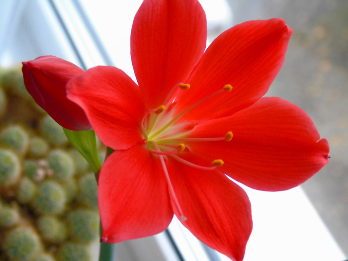 macro (18) (700x525, 319Kb)